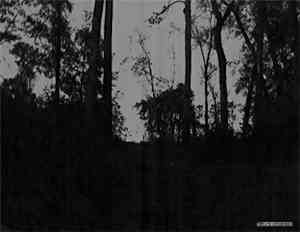 Various - Nature Presence