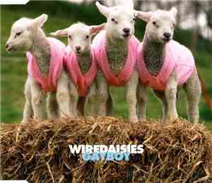 Wire Daisies - Gayboy