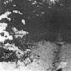 Forest Silence - The 3rd Winter