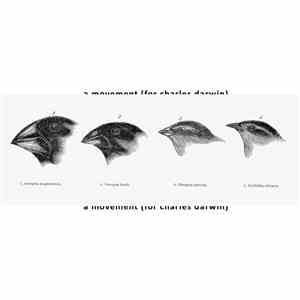 elizabeth Veldon - A Movement (For Charles Darwin)