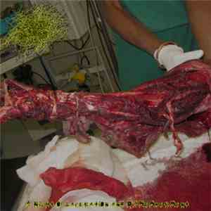 Intestinal Mastication - A Night of Laceration and Dismemberment