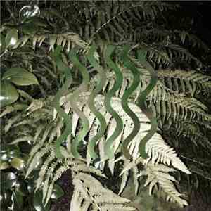 Kinlaw - Pan Plants Palms (New Palms Mix)