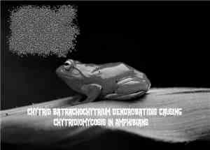 Neobatrachia - Chytrid Batrachochytrium Dendrobatidis Causing Chytridiomyco ...