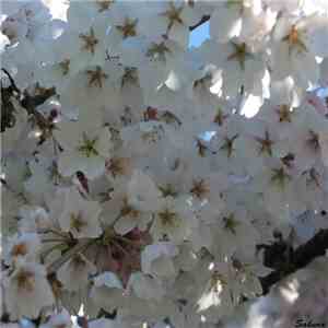 Lord Cernunnos - Sakura