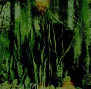 The Promise Ring - Wood/Water