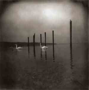 Om  - Conference Of The Birds