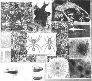 Natural Orthodoxy - Natural Orthodoxy / LEO split