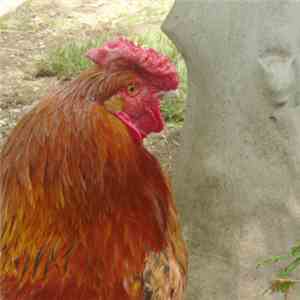 Fossils - Morbid Chicken