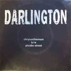 Darlington - Chrysanthemum