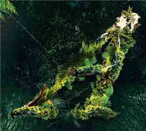 Valerinne - Arborescent
