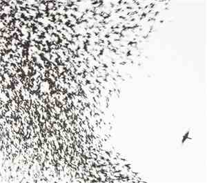 Wilco - Sky Blue Sky