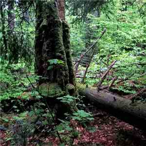 Docetism - Secondary Succession