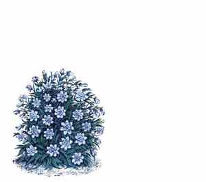 Marihiko Hara - Flora