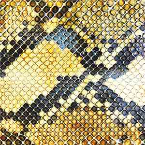 The Amazing Snakeheads - Amphetamine Ballads