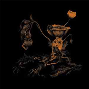 Semilanceata - Wallmoburna