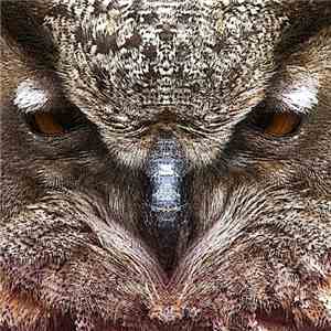 Dirty Owl - Dirty Owl LP