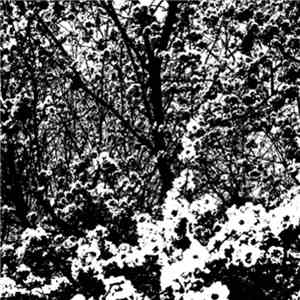 Shoeb Ahmad - Blossums
