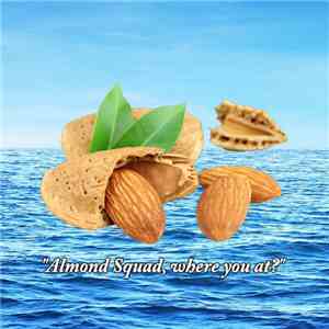 Shima33 - Almond Squad