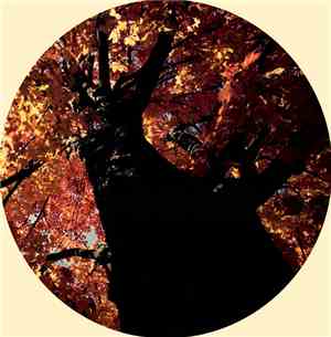 Noonsize - September Leaves