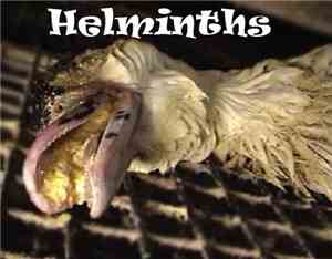 Helminths - Sex With A Dead Rat On The Roadside
