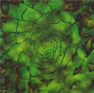Second Nature  - Second Nature