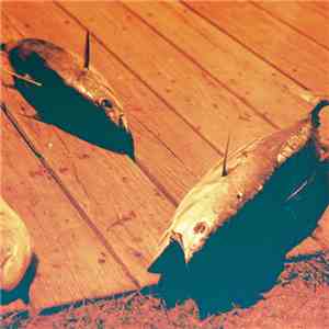Celer - Hell Detoured