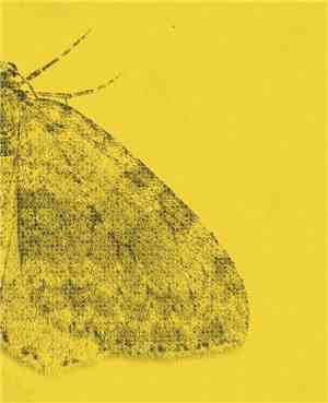 Sarin  - -