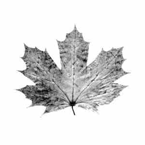 Foutredieu!!! - Fukking God To Save Canada