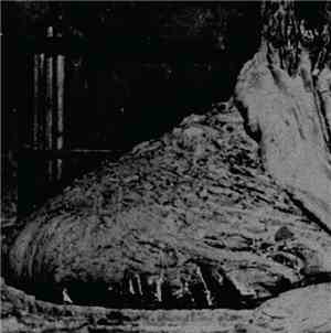 Necrotik Fissure - Elephant's Foot