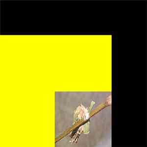 hiroshimabend - Cocoons