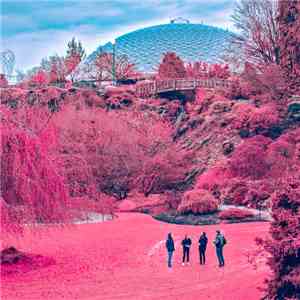 The Zolas - Swooner