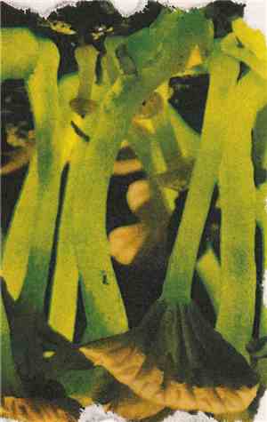 Floralplasm - Algaeic